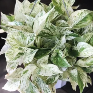 Pothos & Philodendron Cuttings Mix - Unrooted Live Plant, Pick Your Own - Image 5