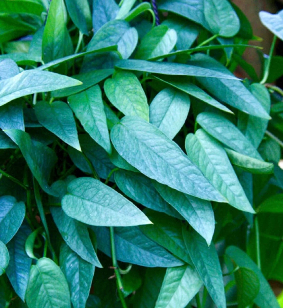 Pothos & Philodendron Cuttings Mix - Unrooted Live Plant, Pick Your Own - Image 7