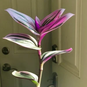 Pothos & Philodendron Cuttings Mix - Unrooted Live Plant, Pick Your Own - Image 8