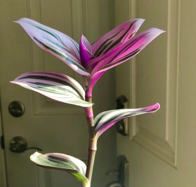 Pothos & Philodendron Cuttings Mix - Unrooted Live Plant, Pick Your Own - Image 8