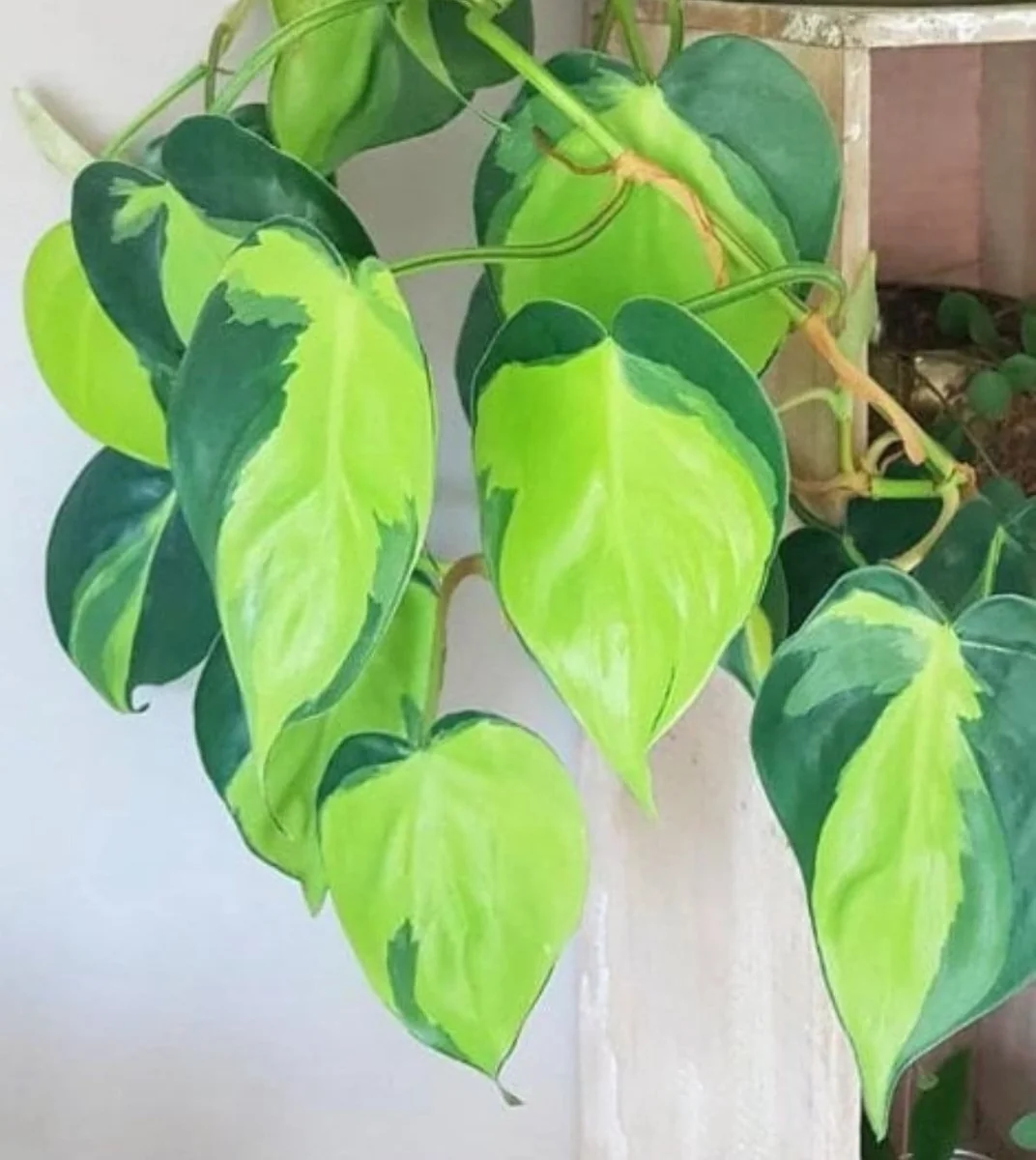 Pothos & Philodendron Cuttings Mix - Unrooted Live Plant, Pick Your Own - Image 9