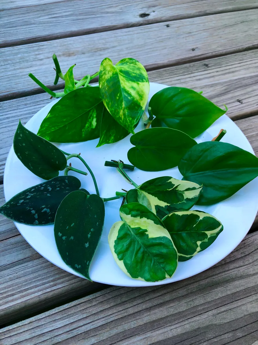 Pothos & Philodendron Cuttings Mix - Unrooted Live Plant, Pick Your Own - Image 1