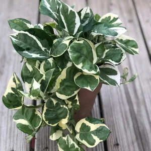 Pothos & Philodendron Cuttings Mix - Unrooted Single Node Live Plant - Image 4