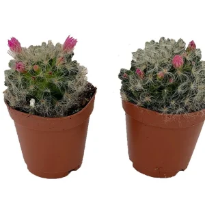 Powder Puff Pincushion Cactus - Mammillaria bacosana Live Plant - 2 Pack in 2-inch Pots - Image 1