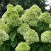 Powerball Panicle Hydrangea Live Plant – Hydrangea paniculata – 4" Pot – Outdoor Shrub - Image 1