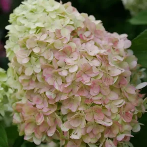 Powerball Panicle Hydrangea Live Plant – Hydrangea paniculata – 4" Pot – Outdoor Shrub - Image 2