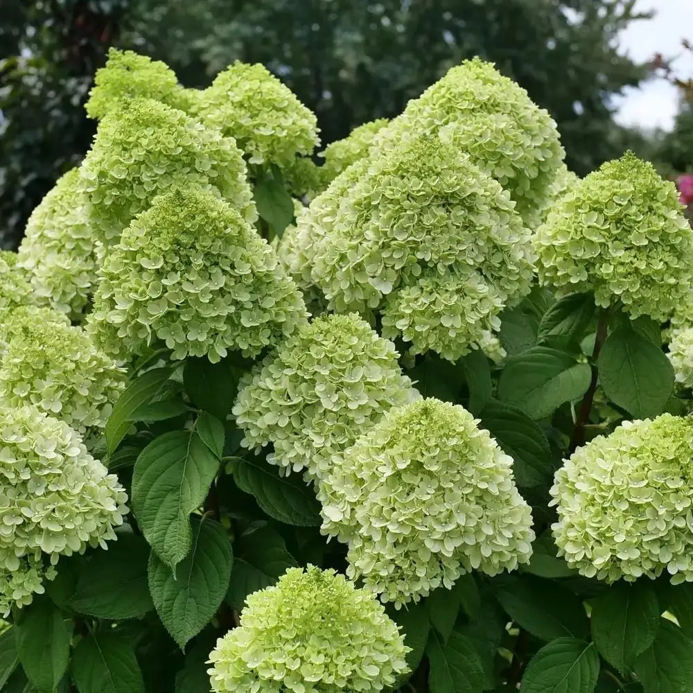 Powerball Panicle Hydrangea Live Plant – Hydrangea paniculata – 4" Pot – Outdoor Shrub - Image 1