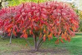 Prairie Flameleaf Sumac Tree - 2 Bare-root Plants - Rhus lanceolata - Image 2
