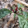 Prairie Trillium Bulbs - 40 Count - Woodland Perennial - Zones 4-9 - Image 1