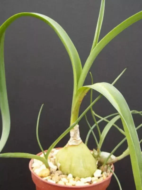 Pregnant Onion Seeds - Ornithogalum Caudatum Succulent - 15 Seeds Indoor/Outdoor - Image 3