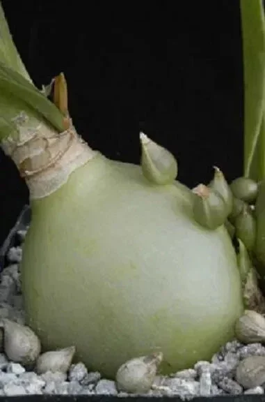 Pregnant Onion Seeds - Ornithogalum Caudatum Succulent - 15 Seeds Indoor/Outdoor - Image 4