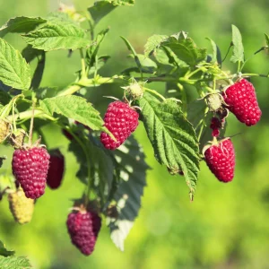 Prelude Raspberry Plants Bare Root Cane – 1-Year-Old, Early Red Variety, Dual Season Yields – Live Plant - Image 1