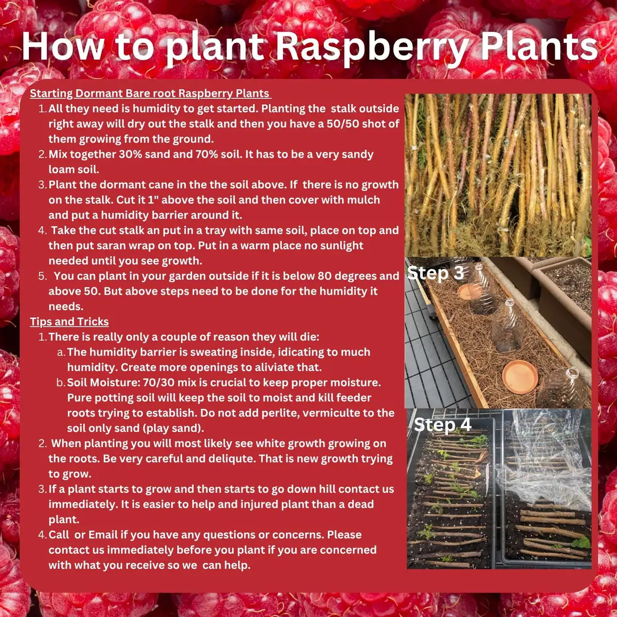 Prelude Raspberry Plants Bare Root Cane – 1-Year-Old, Early Red Variety, Dual Season Yields – Live Plant - Image 4