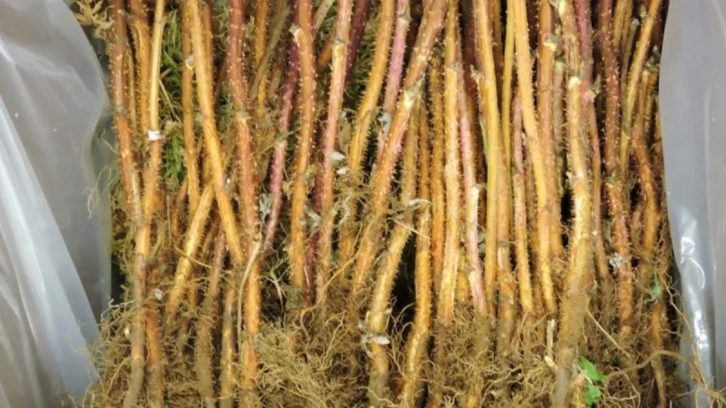 Raspberry Cane Roots Prelude Raspberry Plants – Bare Root, Early Red Variety, Dual Yield