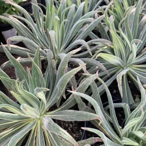 Pride of Madeira Live Plant - Echium candicans Starter, 4-6" Tall in 6" Pot, Outdoor Shrub - Image 2