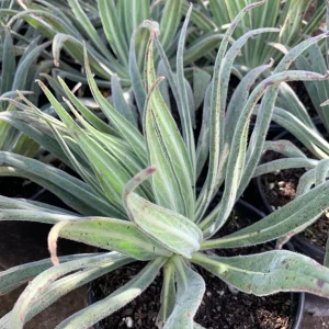 Pride of Madeira Live Plant - Echium candicans Starter, 4-6