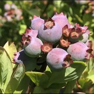 Primadonna Blueberry Plant - Live Starter Plug, Vaccinium corymbosum, Low Chill - Image 2