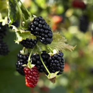 Prime Ark Horizon Blackberry Starter Plug - Everbearing Live Plant - Image 5