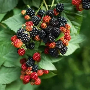 Prime Ark Traveler Blackberry Live Plant - Thornless, Sweet Berries, Dual Crop - Image 2