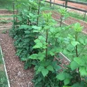 Prime Ark Traveler Blackberry Live Plant - Thornless, Sweet Berries, Dual Crop - Image 4