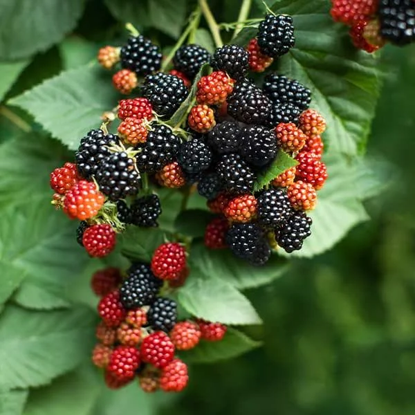 Prime Ark Traveler Blackberry Live Plant - Thornless, Sweet Berries, Dual Crop - Image 5