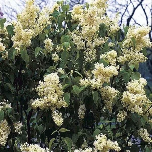 Primrose French Lilac - Yellow Syringa Live Plant - 4" Pot - Outdoor Shrub - Image 2