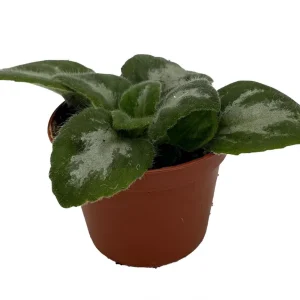 Primulina Asian Violet Live Plant – 2.5 inch Pot – Indoor Houseplant for Bright Indirect Light - Image 2