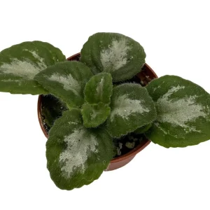 Primulina Asian Violet Live Plant – 2.5 inch Pot – Indoor Houseplant for Bright Indirect Light - Image 1