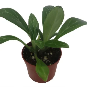 Primulina Asian Violet Live Plant – Blooming Houseplant – 2.5 inch Pot – Indoor - Image 2