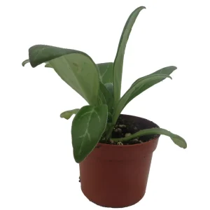 Primulina Asian Violet Live Plant – Blooming Houseplant – 2.5 inch Pot – Indoor - Image 3