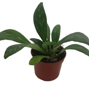 Primulina Asian Violet Live Plant – Blooming Houseplant – 2.5 inch Pot – Indoor - Image 4