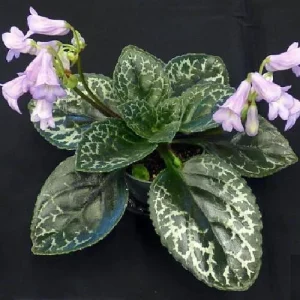 Primulina 'Naine Argente' Asian Violet Live Plant – 2.5 inch Pot – Indoor Houseplant - Image 2