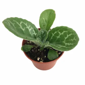 Primulina 'Naine Argente' Asian Violet Live Plant – 2.5 inch Pot – Indoor Houseplant - Image 1