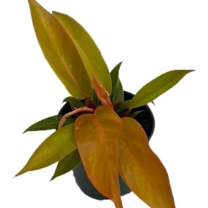 Prince of Orange Philodendron Live Plant - 4 inch Pot - Indoor Houseplant - Image 1