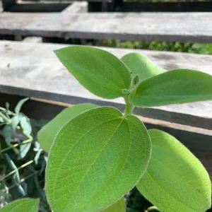 Princess Flower Live Plant - Exotic Deep-Purple Blooms, 1 ft Tall in 4" Pot - Image 2