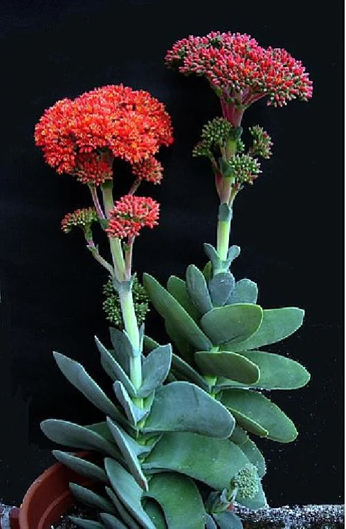 Propeller Plant Crassula falcata Live Succulent Plant - 2.5 inch Pot - Image 2