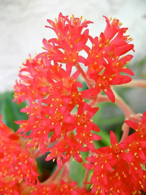 Propeller Plant Crassula falcata Live Succulent Plant - 2.5 inch Pot - Image 3