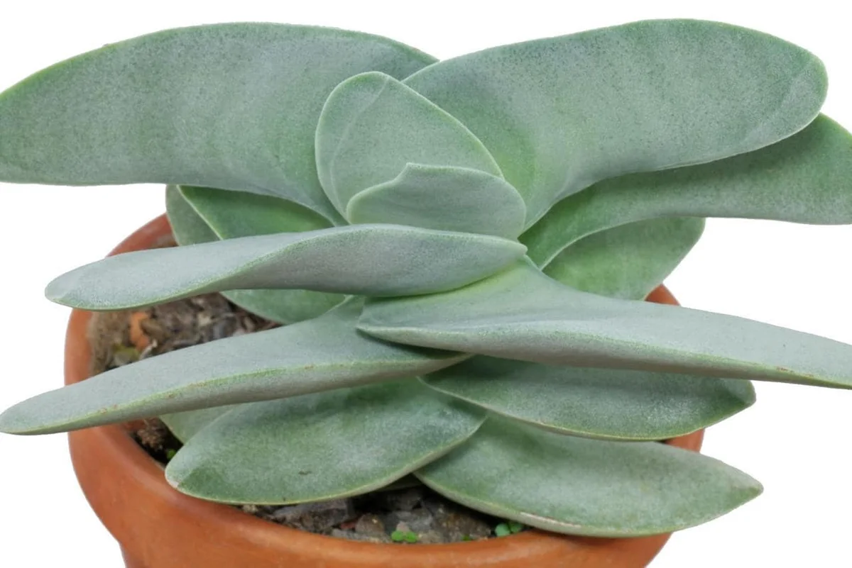 Propeller Plant Crassula falcata Live Succulent Plant - 2.5 inch Pot - Image 4