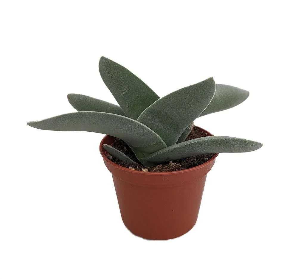 Propeller Plant Crassula falcata Live Succulent Plant - 2.5 inch Pot - Image 1