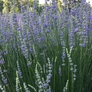 Provence Lavender Live Plant - French Lavender, Aromatic Herb, Zones 5-9, 1-8 Plants - Image 3