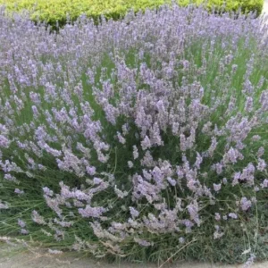 Provence Lavender Live Plant Set - 2 Plants, 4-6