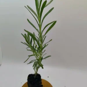 Provence Lavender Live Plant Set - 2 Plants, 4-6