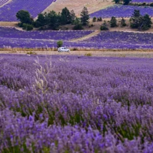 Provence Lavender Live Plant Set - 2 Plants, 4-6" Tall, Fragrant, Drought-Tolerant - Image 1