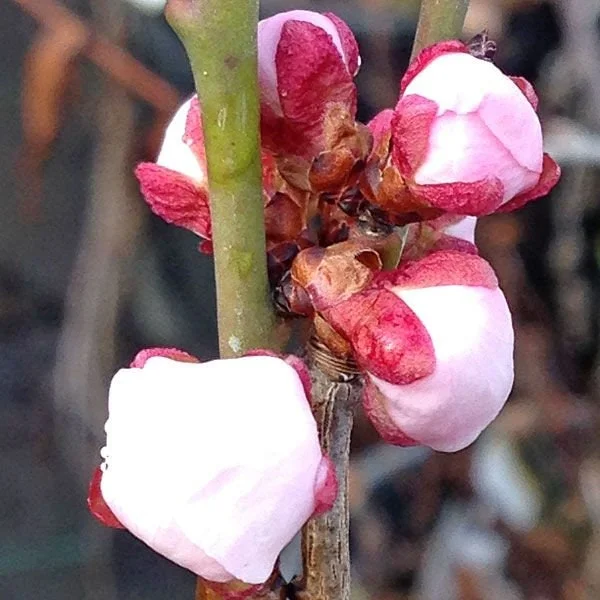 Prunus mume 'Bongo' Apricot Tree - Live Plant, 3-4 Ft Tall, 3 Gallon Pot, Outdoor - Image 2