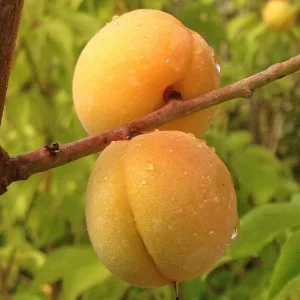 Prunus mume 'Bongo' Apricot Tree - Live Plant, 3-4 Ft Tall, 3 Gallon Pot, Outdoor - Image 3