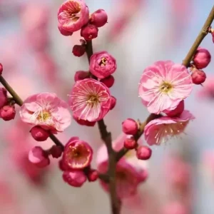 Prunus mume 'Mokel' Live Plant - 2-3 Ft Tall - 3 Gallon Pot - Early Pink Blooms - Image 1