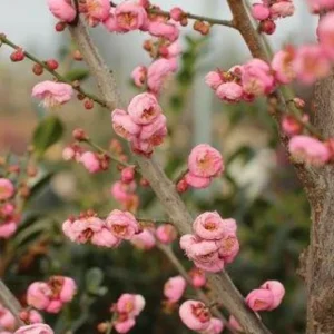 Prunus Mume 'Peggy Clarke' Grafted Tree – Live Plant – 2 to 3 Feet Tall - Image 1
