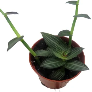 Puppy Ears Plant - Callisia elegans-2.5" Pot- Houseplant/Terrarium/Fairy Garden - Image 2
