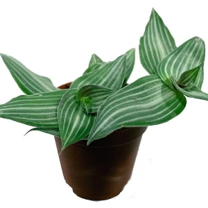 Puppy Ears Plant - Callisia elegans-2.5" Pot- Houseplant/Terrarium/Fairy Garden - Image 1
