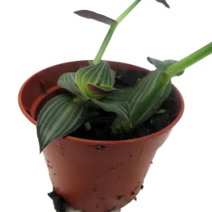 Puppy Ears Plant - Callisia elegans-2.5" Pot- Houseplant/Terrarium/Fairy Garden - Image 4